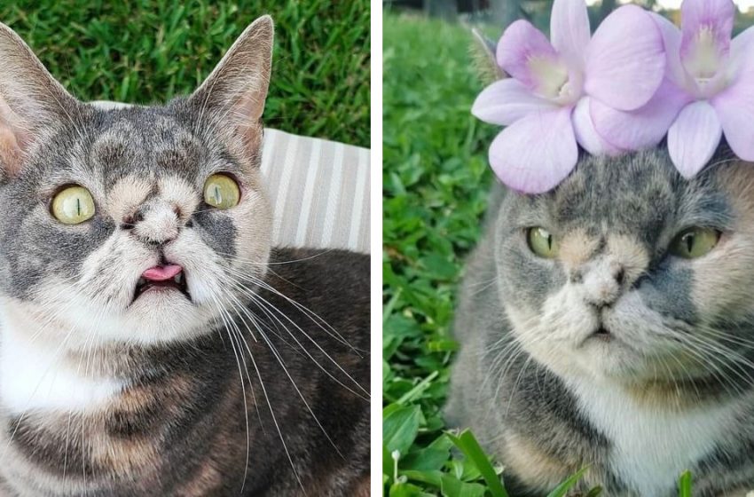  The wonderful stray cat with «Down Syndrome» was saved by a kind woman