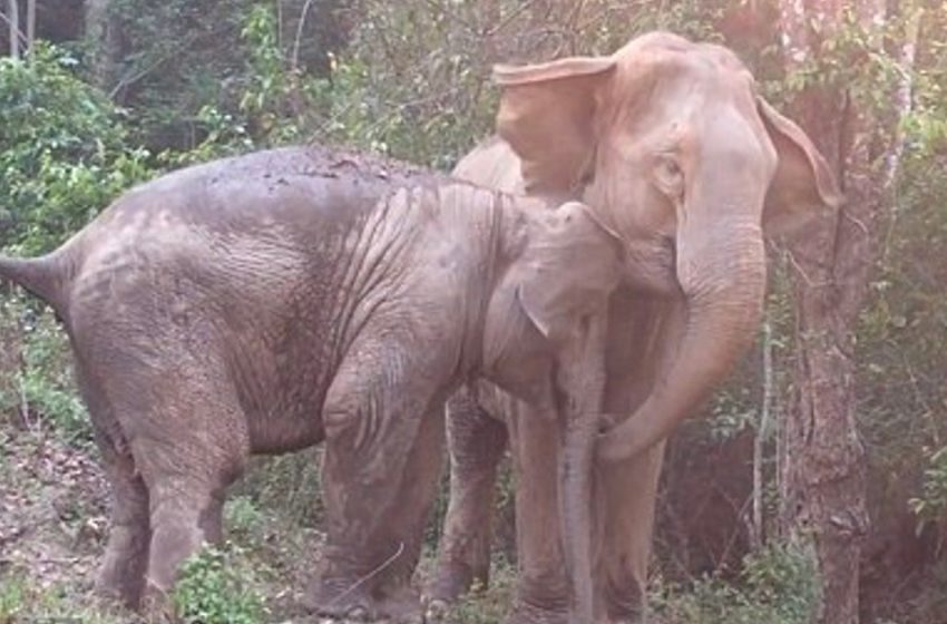  The tiny elephant finally reunited with her mother. The moment was so heartwarming!