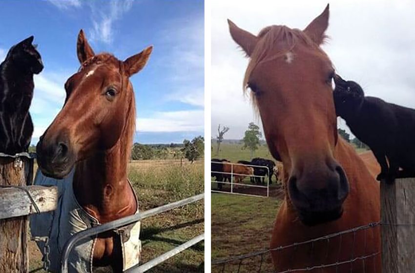  The kind horse and sweet cat created a wonderful friendship