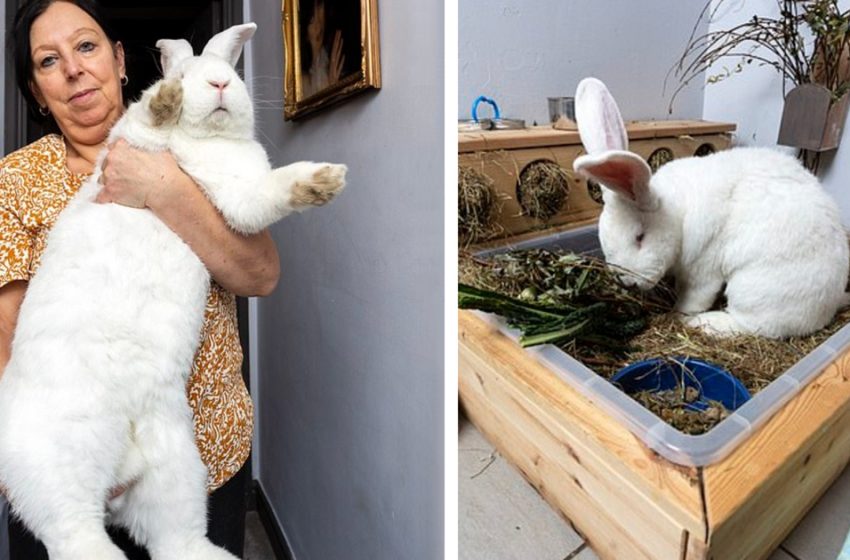  The enormous rabbit has his own room and lives joyfully