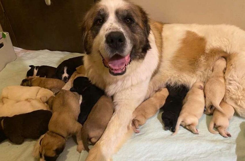  The kind mother dog welcomed 6 abandoned puppies warmly