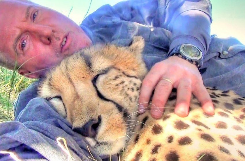  The cute cheetah noticed the man resting under the tree and joined him lovingly