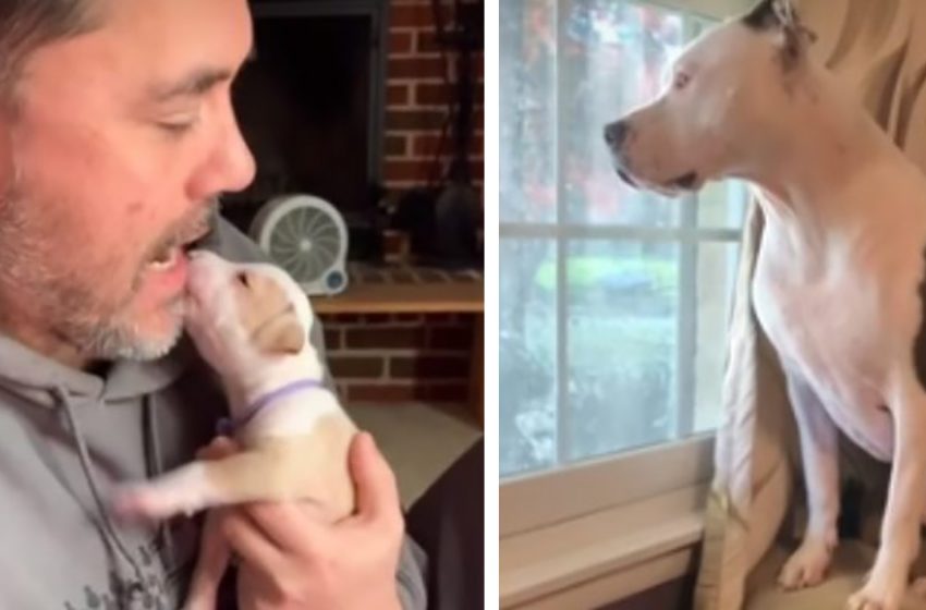  The grown up dog still feels like a little puppy waiting her dad’s embraces