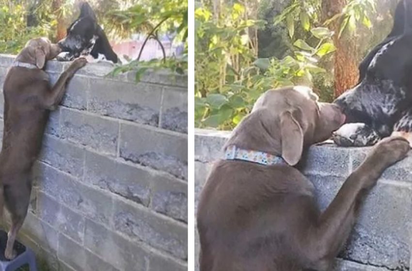  The owner’s simple act helped the dog his meet his best friends