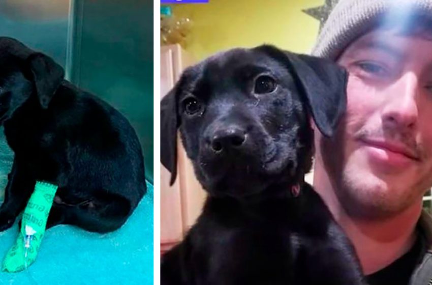  The deaf puppy finally found his real owner