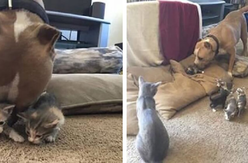  The sweet dog got thrilled about the fact that he could raise baby kittens