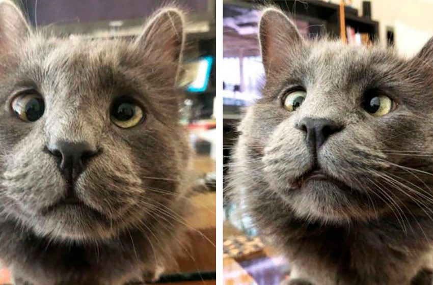  The wonderful cat changed the woman’s mind for adopting a pet