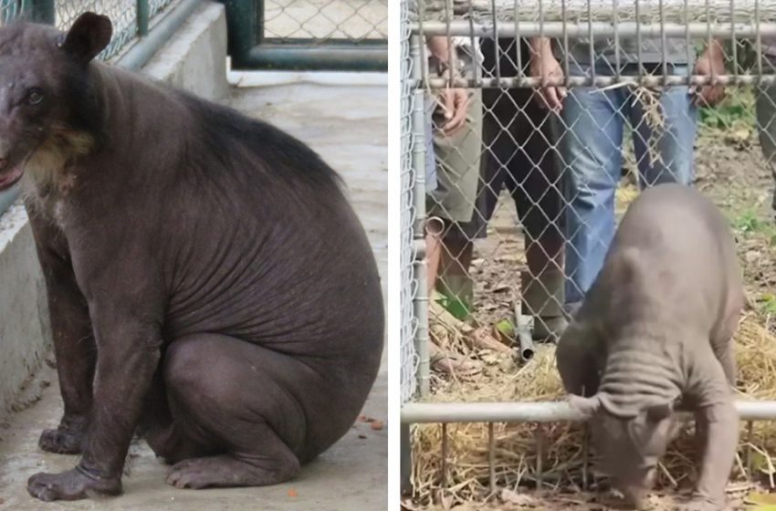  The ignored bear was finally rescued after 20 years of torturing