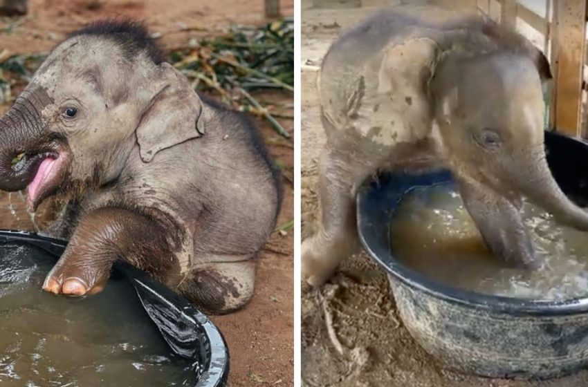  The cute tiny elephant enjoyed taking her first bath