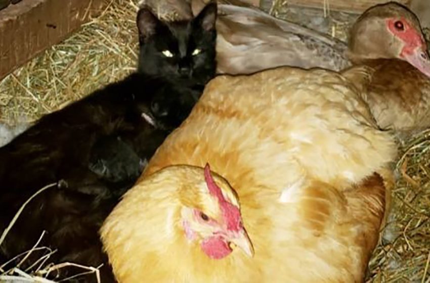  The sweet cat kept her babies in the den with chicken and her eggs