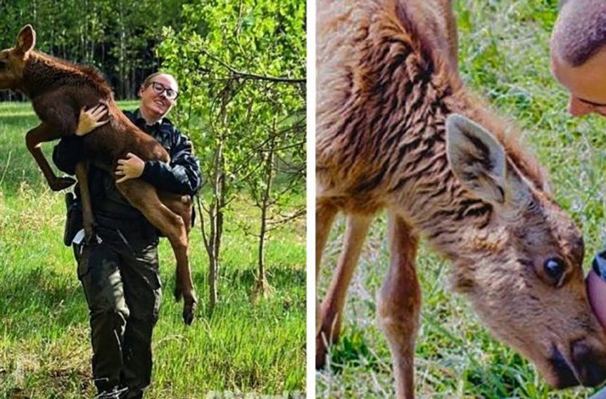  A young man saved a cow moose and now she visits him every single day