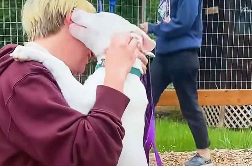  Stray puppy finally found her lovely mom whome she could hug warmly