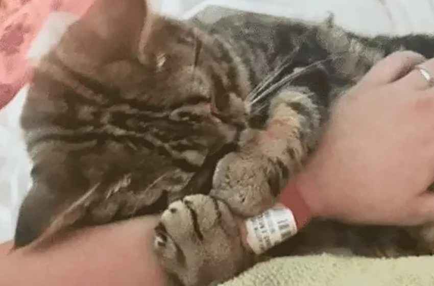  The kind woman saved the helpless kitten and they became inseparable