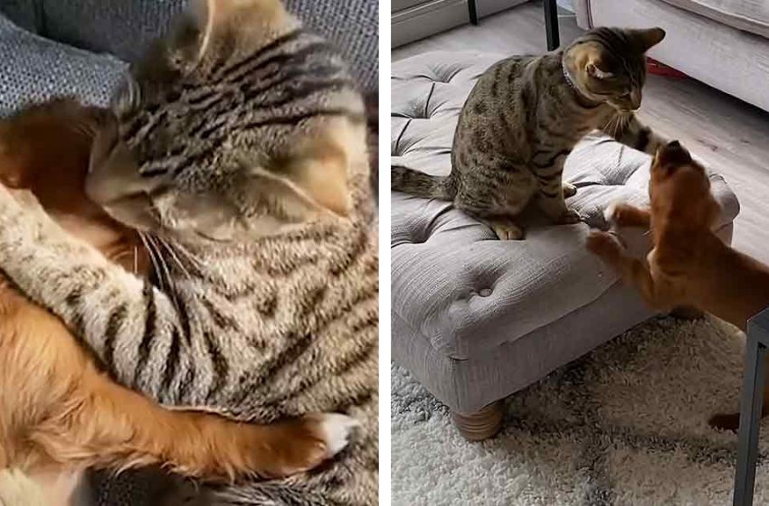  The tiny dog became the best brother for the sweet cat in the family