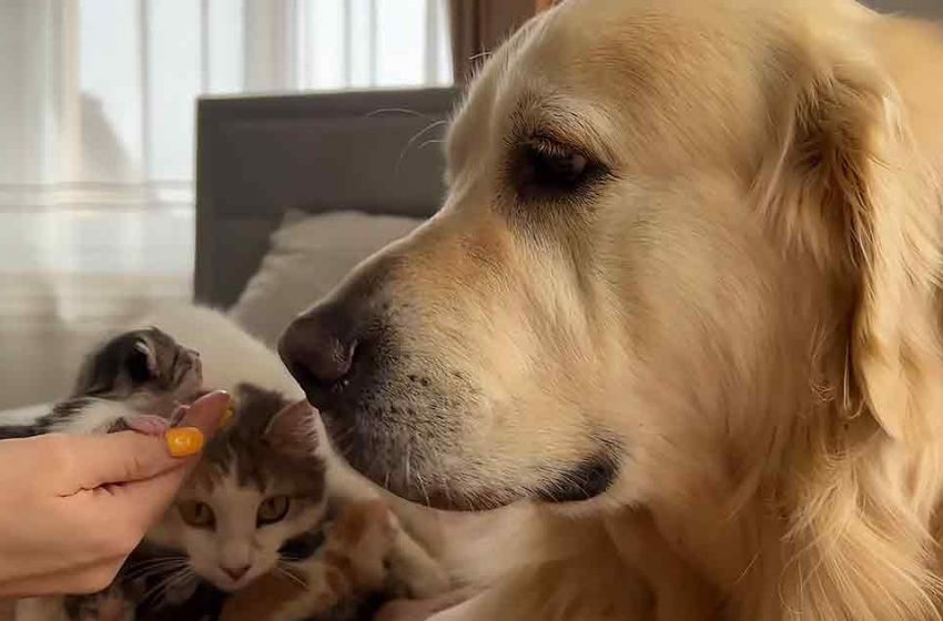  The adorable moment of sweet Golden Retriver meeting the newborn kittens