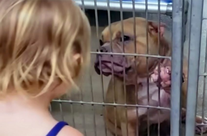  The kind-hearted little girl took the needed sweet Pit bull from the shelter