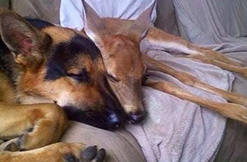  The amazing dog does a kind act by helping wild fawns to be saved