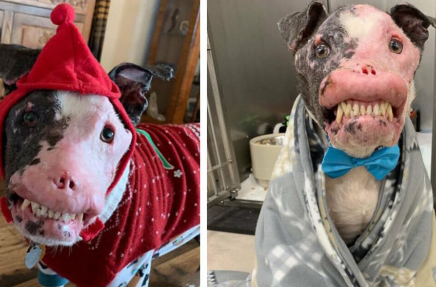  The rescue dog with an unusual disease, who was an inspiration for others, has unluckily passed away