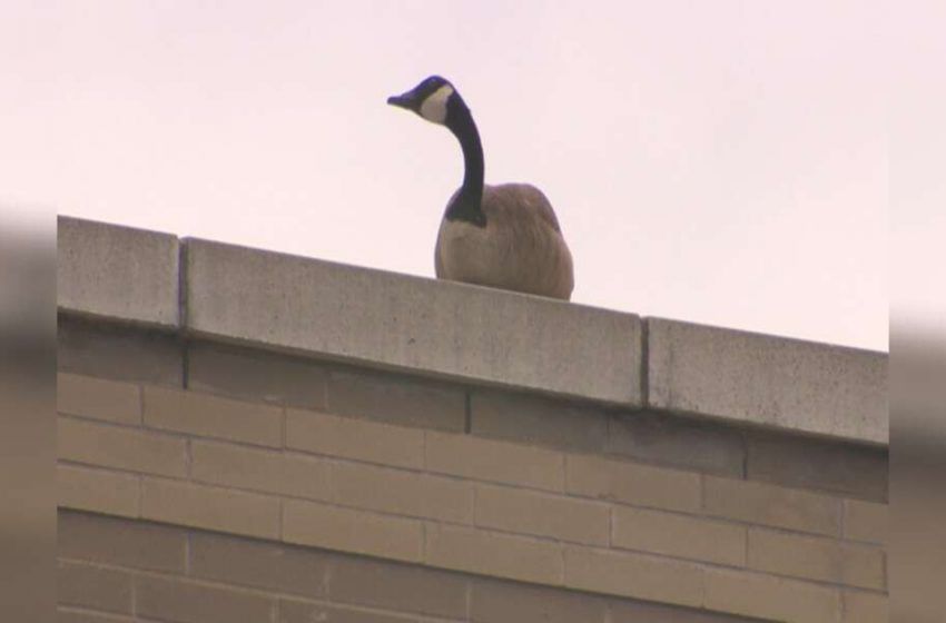  The poor goose was always standing in the same place where he last saw his mate