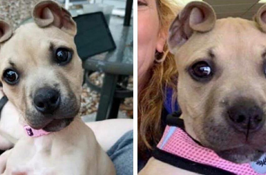  The sweet Pit bull got a unique name for her unique appearance