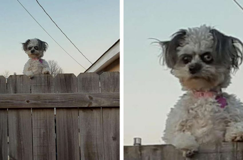  The little dog’s unusual appearance made people feel troubled