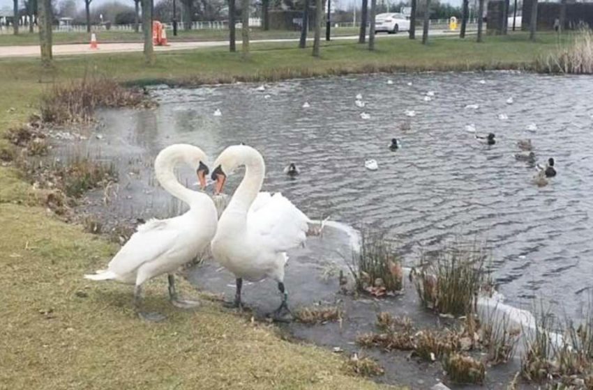  The adorable swan was thrilled to be reunited with her lover