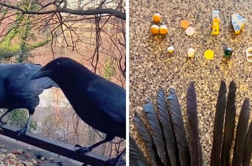  Crow family brings special gifts for a kind woman as a gratitude