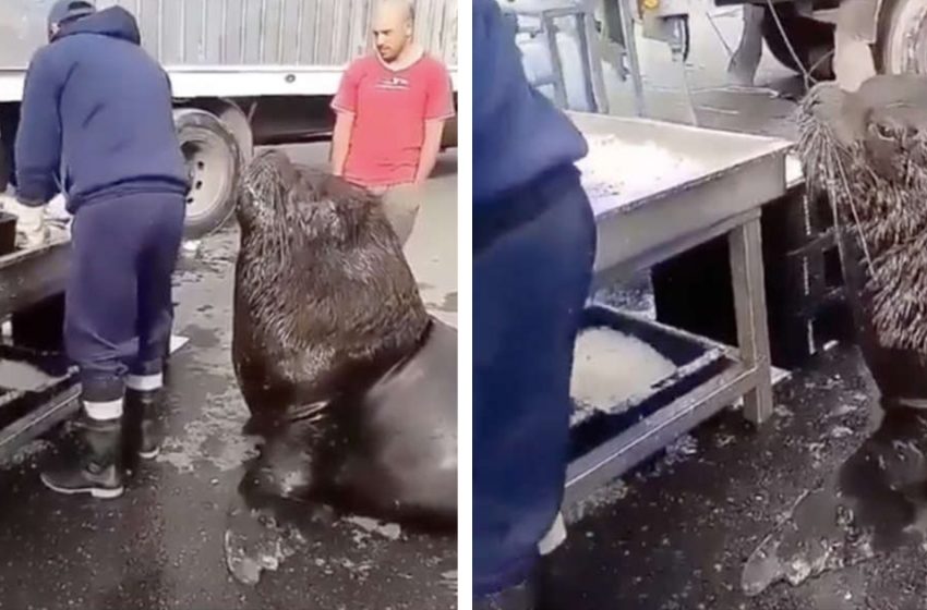  The sea lion visited a fish market and wandered there begging for food