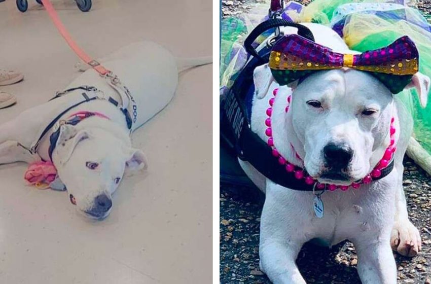  The nice dog who has participated in different adoption events is still neglected by everyone