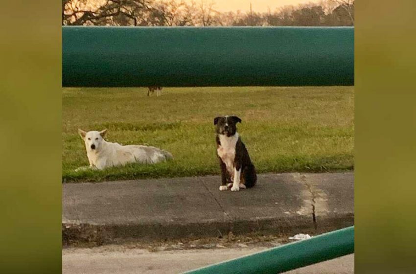  Stray dog remained with his injured girlfriend from the time of help and during the treatment period