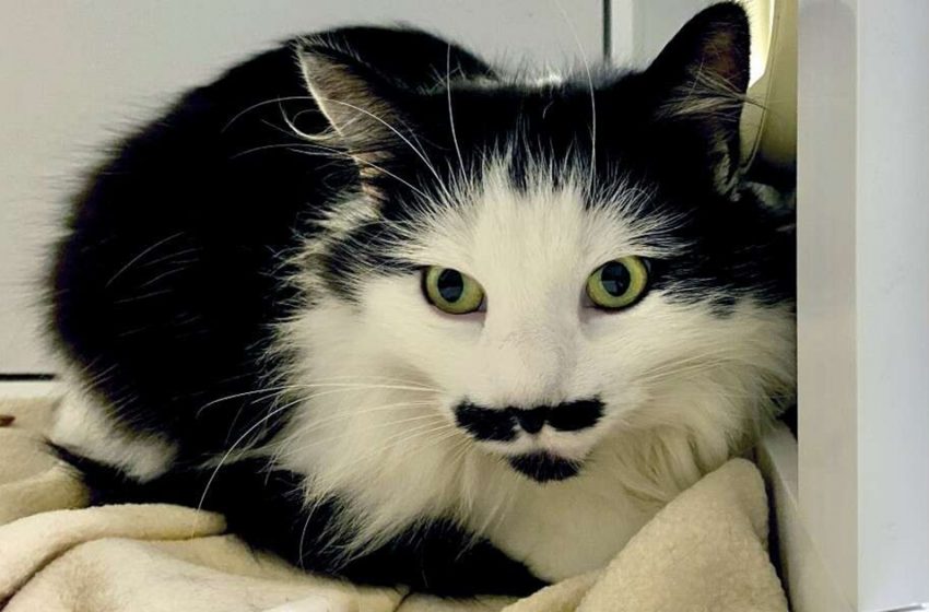  The lovely shelter cat has an incredible mustache in her face and looks wonderful