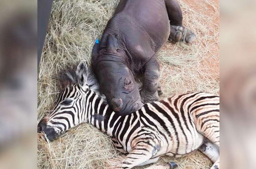  Baby zebra and orphaned rhino became best friends and helped each other to overcome the hardships