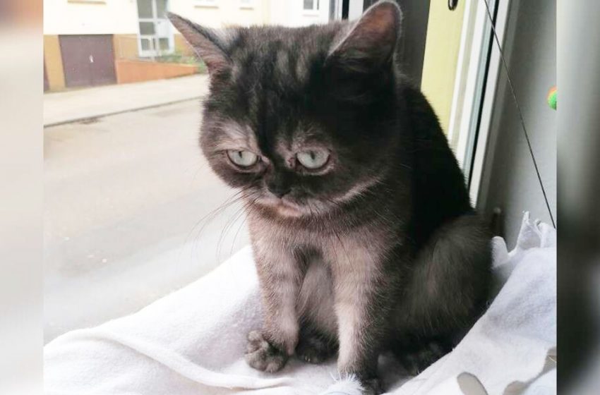  The peculiar cat, who was ignored by everyone, finally found her forever home