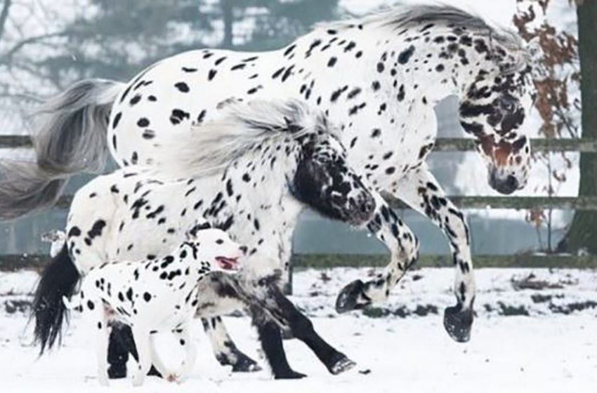  The three different spotted animals look really amazing together