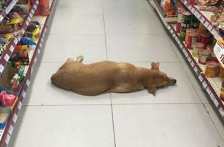  The caring people let the poor dog to cool off in the store on a hot summer day