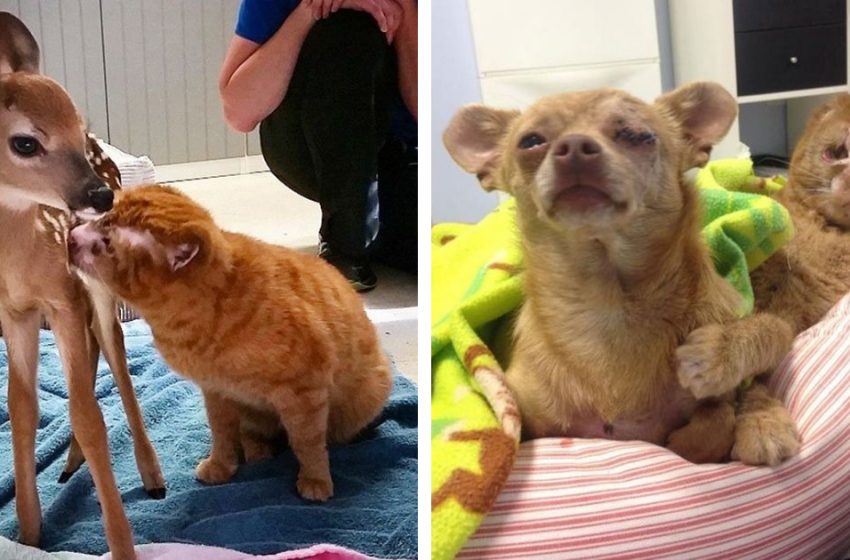  Cat saved from fire helps look after other animals in vet clinic