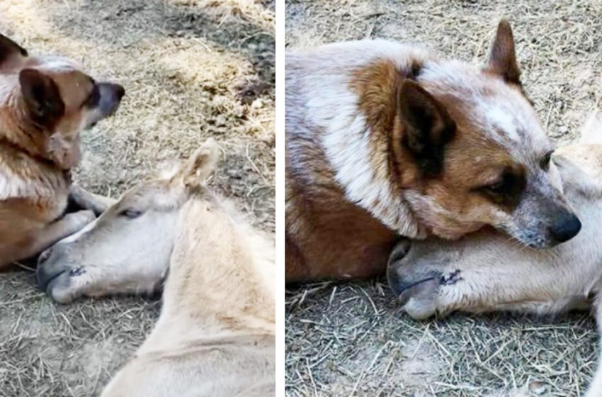  Dog comforts an orphaned foal after his mother’s death and takes under his wing