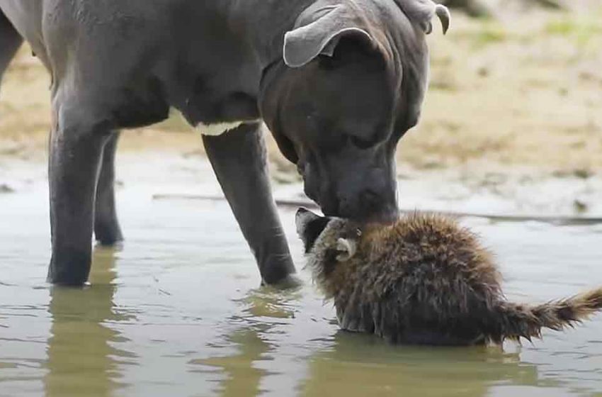  Mother dog teaches her saved raccoon baby how to survive in the wild