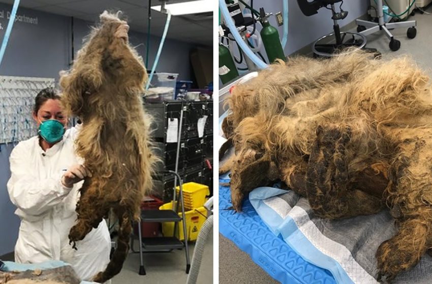  Veterinarians helped a dog with overgrown fur who had been unable to move around