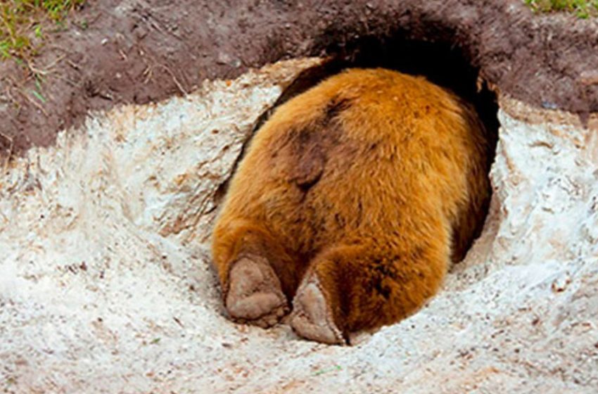  A man showed how a bear’s den looks like from the inside