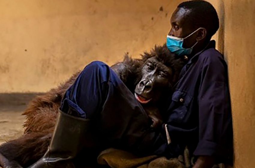  Orphaned gorilla, famous for viral selfie, passes away in the arms of her rescuer