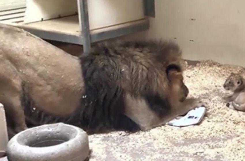  Adorable footage showing lion crouches down to meet his cub for the first time