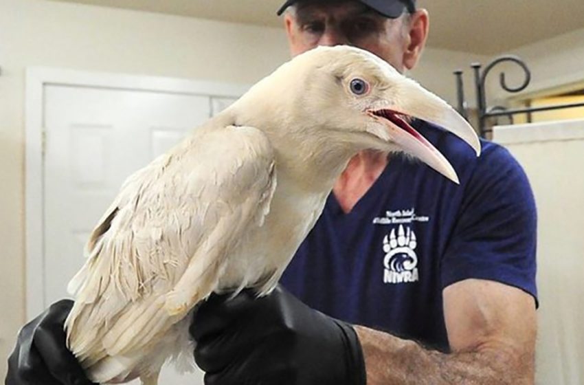  “Sacred white raven” is found malnourished and injured – kind man takes him to a wildlife recovery center