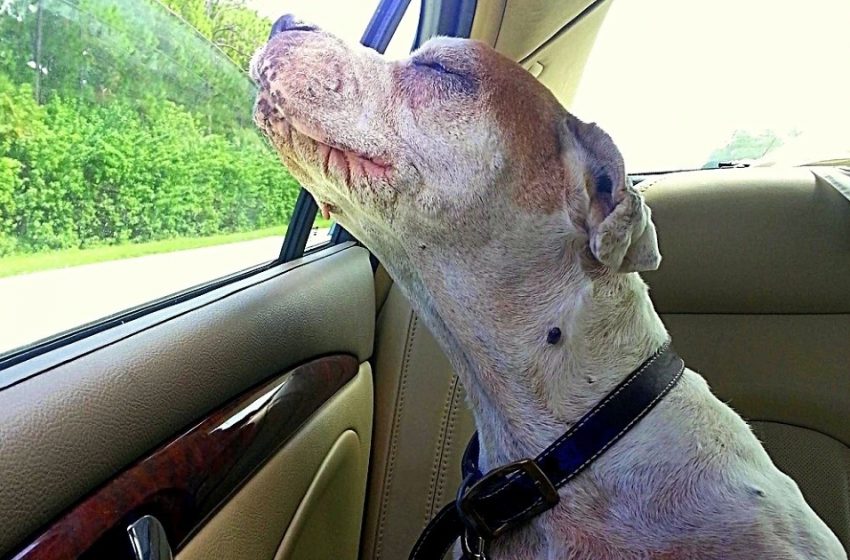  Girl takes her dying pup on the final touchingcar ride