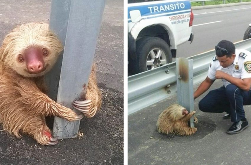  Police came to save lovely sloth trapped on the highway