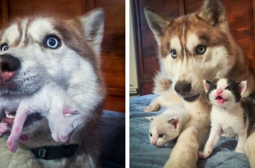  Brave husky finds box full of kittens and adopts them