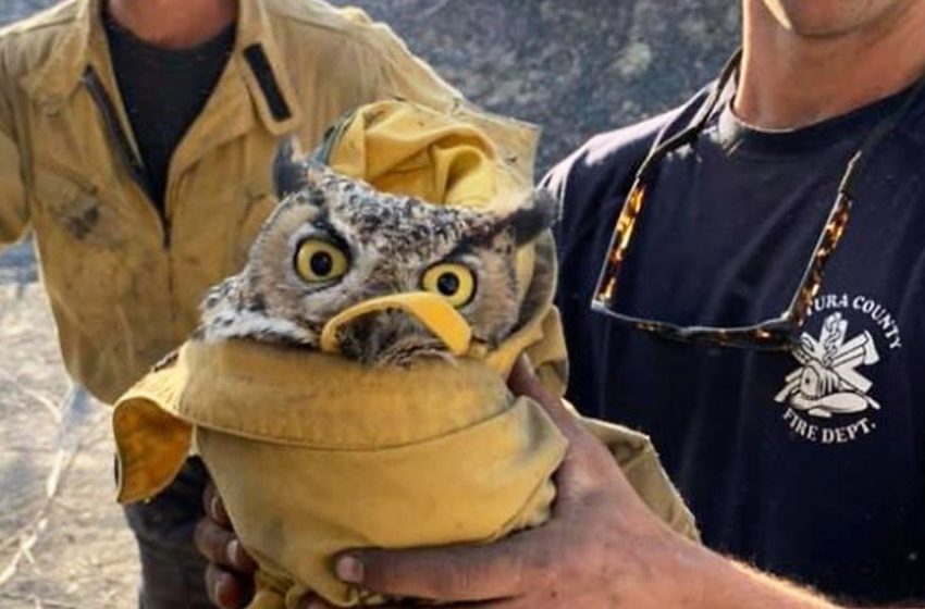  After being saved from fire great horned owl looks unimpressed