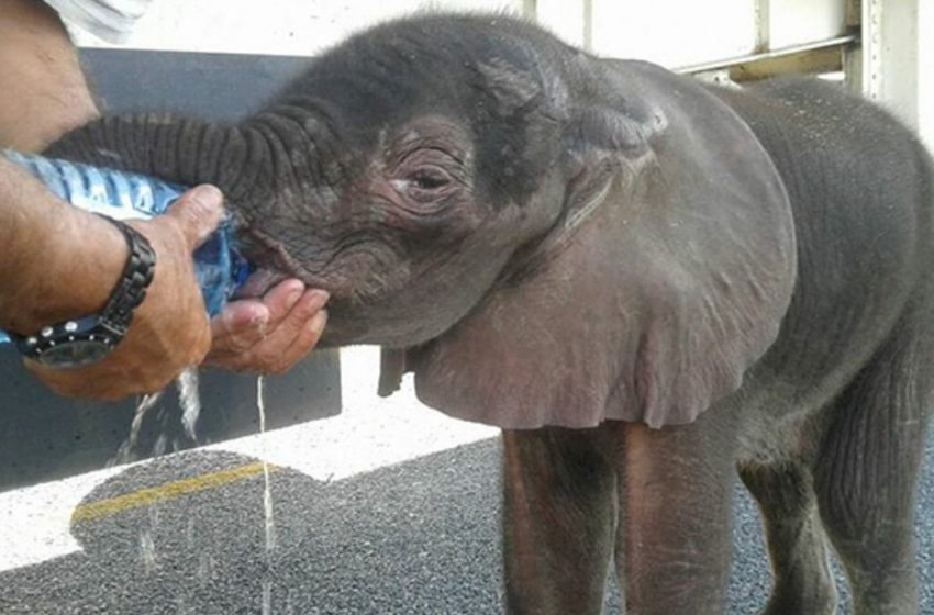  Kindhearted truck drivers save thirsty baby elephant