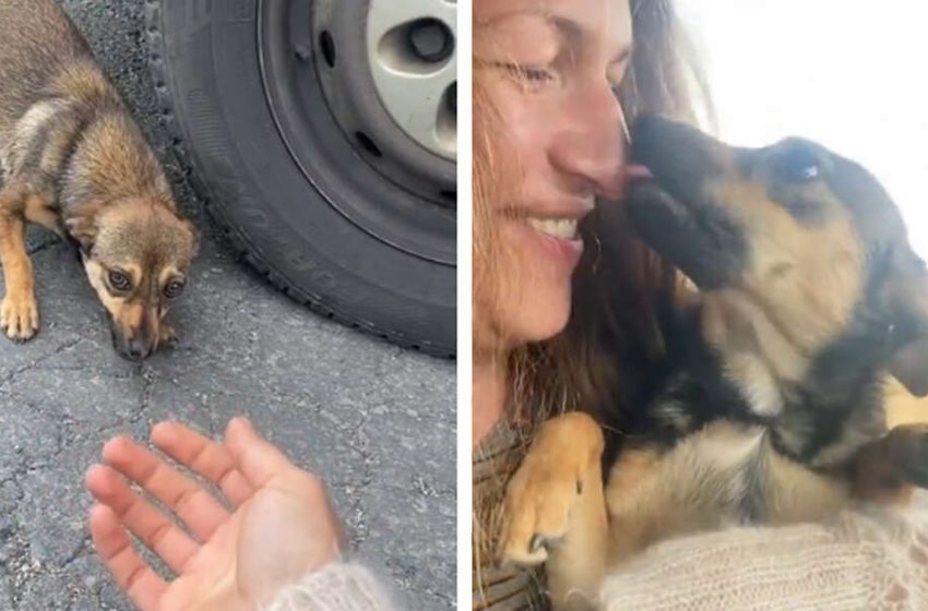  After being rescued frightened dog melts in woman’s arms