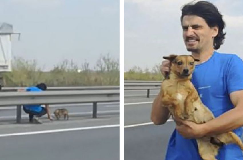  The kind vet risks his life in order to save the frightened dog on the highway